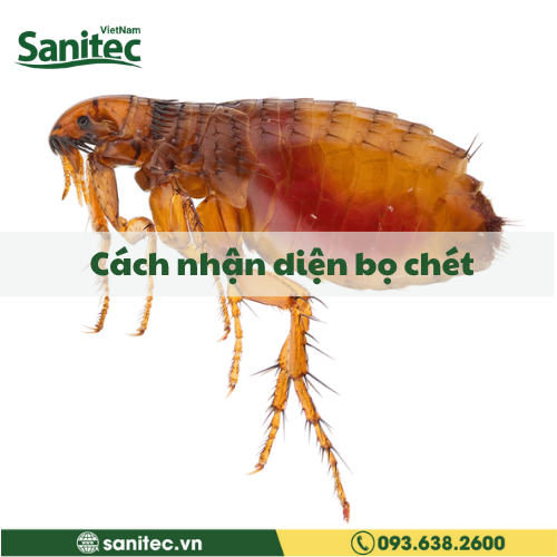Cách Nhận Diện Bọ Chét